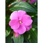 Videolu Muhteşem Pembe Cam Güzeli Fidanı 10-30 cm Saksılı (Glass Beauty Sapling)