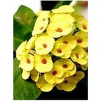 Videolu Muhteşem Sarı Renkli 1 Adet Milli Dikenler Tacı Çiçeği 15-25cm Saksılı Euphorbia