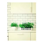 Videolu Mutfakta Bitki Seti Saksıda Kekik Biberiye Adaçayı (10 15 Cm) 3 Adet Fidesi Kitchen Herb Set
