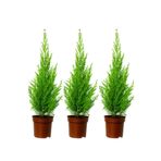 Videolu Natural Limoni Salon Çamı 30-70 cm Tüplü 3 Adet Dış Mekan Ağaçları (Norfolk Island Pine)