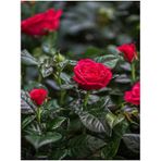 Videolu Özel Seri Gül Fidanı Kırmızı Renk 30 40 Cm 1 Adet Aşılı Gül Red Rose