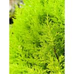 Videolu Özel Tür Kokulu Ev Çamı Limoni Servi Çamı (30 40)1 Adet Saksılı Cupressus Macrocarpa