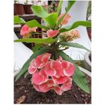 Videolu Pembe Alacalı Milli Dikenler Tacı 1 Adet Saksılı 25-45 Cm Euphorbia