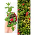 Videolu Pembe Buz Çiçeği 45 Adet Saksılı 5-10cm Mezar Kabir Yer Örtücü Bitki Sarılıcı