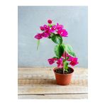 Videolu Pembe Çiçekli Begonvil (20 40 Cm)1 Adet Saksılı Çiçekli Iç/ Dış Mekan Bitkisi Bougainvillea