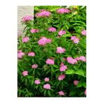 Videolu Pembe Çiçekli Keçi Sakalı Ispirya Fidanı (60-80 Cm)1 Adet Saksılı Dış Mekan Bitkisi Spiraea
