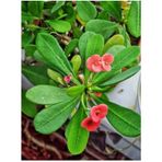 Videolu Pembe Çiçekli Milli Dikenler Tacı Mini 1 Adet Saksıda 5-10 Cm Salon Bitkisi Euphorbia