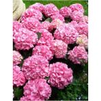 Videolu Pembe Çiçekli Ortanca Fidanı 30-55 Cm Tüplü Çiçekli Bodur Bitkiler Pink Hydrangea