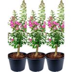 Videolu Pembe Çiçekli Oya Ağacı 3 Adet Saksıda 40-70CM Dış Mekan Bitkisi (Lagerstroemia Indica)