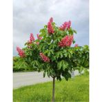Videolu Pembe Çiçekli Oya Ağacı Fidanı (30 60 Cm)10 Adet Saksılı Dış Mekan Lagerstroemia Indica