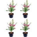 Videolu Pembe Çiçekli Oya Ağacı Fidanı (30 70 Cm)4 Adet Tüplü Dış Mekan Bitkisi Lagerstroemia Indica