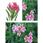 Videolu Pembe Çiçekli Zakkum Fidanı 40-60 Cm Tüplü Çiçekli Bodur Bitkiler Pink Oleander