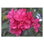 Videolu Pembe Çiçekli Zakkum Fidanı 40-65 Cm Tüplü Çiçekli Bodur Bitkiler Pink Oleander