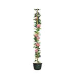 Videolu Pembe Gül Fidanı Yediveren Sarmaşık Mis Kokulu 70-110 Cm 3 Adet Saksılı Climbing Pink Rose