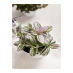 Videolu Pembe Mini Telgraf Çiçeği 1 Adet Saksılı/Tüplü 10-15Cm Salon Bitkisi (Tradescantia)