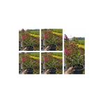 Videolu Pembe Oya Ağacı Çiçeği Fidanı 10 Adet Ayrı Saksılı (Lagerstroemia Indica)