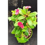 Videolu Pembe Renk Milli Dikenler Tacı Çiçeği Fidanı 15-25 Cm Saksılı Pink Euphorbia