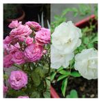 Videolu Pembe Ve Beyaz Yediveren 2 Adet Gül Fidanı Saksılı 45-80 Cm Pink And White Rose Sapling