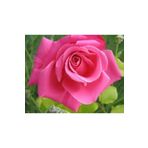 Videolu Pembe Yediveren Gül 25 35 Cm Saksıda Aşılı Gül Fidanı Pink Rose