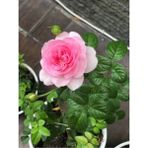 Videolu Pembe Yediveren Gül Fidanı (10-15 cm) Saksılı 1 Adet Aşılı Gül Pink Rose