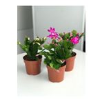 Videolu Pembe Yılbaşı Çiçeği 3 Adet Saksılı 10-15cm Iç Mekan Salon Bitkisi (RHİPSALİDOPSİS)