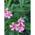 Videolu Pembe Zakkum Fidanı Saksılı 40-65 Cm Saksılı Çiçekli Bodur Bitkiler Oleander