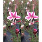 Videolu Pembe/beyaz Gaura Çiçeği Fidanı 2 Adet 40-60 cm Dış Mekan Ağaçları Lindheimeri