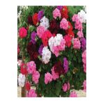 Videolu Rengarenk Karışık Renk 30 Adet Sardunya Çiçeği Fidanı 10-25cm Tüplü Geranium Flower