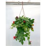 Videolu Ruj Çiçeği Aşinantus 1 Adet Saksıda 20-40CM Iç Mekan Salon Balkon Bitkisi (Aeschynanthus)
