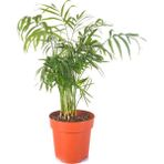 Videolu Salon Palmiyesi Areka 1 Adet Saksılı 30- 60 cm İç Mekan Süs Bitkileri (Chamaedorea Elegans)