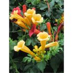 Videolu Sarı Acem Borusu Çiçeği Fidanı 40-60 Cm Saksılı Çiçekli Bodur Bitkiler Campsis Grandiflora