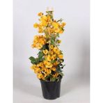 Videolu Sarı Begonvil (40 60 Cm)1 Adet Saksılı Çiçekli Iç/ Dış Mekan Bitkisi Bougainvillea