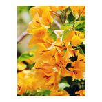 Videolu Sarı Begonvil (90 100 Cm)1 Adet Saksılı Çiçekli Iç/Dış Mekan Bitkisi Bougainvillea, SRDBGVL49