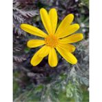 Videolu Sarı Çalı Papatyası Çiçeği Fidanı 23-40 cm Saksılı Çiçekli Bodur Bitkiler Euryops Pectinatus
