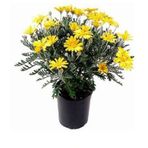 Videolu Sarı Çalı Papatyasi Kokulu (20 30 Cm)1 Adet Saksı ve Dış Mekan Bitkisi Coreopsis