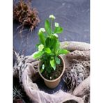 Videolu Sarı Çiçekli Milli Dikenler Tacı Mini Saksıda 1 Adet 5-10 Cm Iç/dış Mekan Bitki Euphorbia