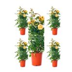 Videolu Sarı Kokulu Gül Fidanı 50-70 Cm 5 Adet Saksılı Bahçe Gülü Yellow Roses