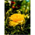 Videolu Sarı Renkli 1 Adet Bulgar Gülü Çiçeği Fidanı 30-60cm Saksılı Bulgarian Rose Sapling