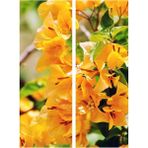 Videolu Sarı Sarıcılı Begonvil Çiçeği Fidanı 40-80 cm Saksılı Dış Mekan Ağaçları (Bougainvillea)