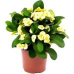 Videolu Sarı-Yellow Euphorbia Milii Dikenler Tacı Çiçekli Sarı Kaktüs 1.kalite Özel Ürün