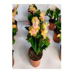 Videolu Sarı Yılbaşı Çiçeği Fidanı 1 Adet Saksılı 10-20Cm İç Mekan Bitkisi (Yellow Rhipsalidopsis)