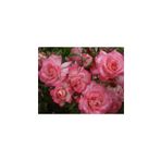 Videolu Sarmaşık Gül Fidanı Açık Pembe Renkli (90 140 Cm)1 Adet Tüplü Aşılı Gül Pink Rose