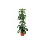 Videolu Şeflera Bitkisi (50 60 Cm)1 Adet Saksılı İç Mekan Bitkisi Schefflera Arboricola Nora