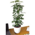 Videolu Şeflera Bitkisi (50 80 Cm)1 Adet Saksılı Iç Mekan Bitkisi Schefflera