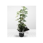 Videolu Şeflera Salon Bitkisi (70 90 Cm)1 Adet Saksılı Iç Mekan Bitkisi Schefflera