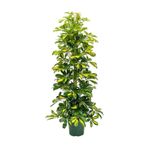 Videolu Şeflera Sarı Alacalı 2 Dallı 1 Adet Saksılı 90-110cm Salon Bitkisi (SCHEFFLERA ARBORİCOLA)