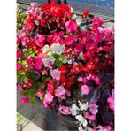 Videolu Şeker Begonya 3 Adet Karışık Renklerde Pembe-Kırmızı-Beyaz 20-30CM (Semperflorens)