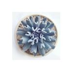 Videolu Sukulent Echeveria Runyonii Topsy Turvy Bitkisi 1 Adet Saksılı 5-10cm Salon Bitkisi
