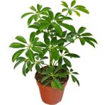 Videolu Tek Dal Şeflera Çiçeği 30-60 cm Saksılı Iç Mekan Bitkileri (Schefflera)