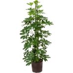 Videolu Tek Dal Şeflera Çiçeği 45-65CM Saksılı Iç Mekan/salon Bitkileri (Schefflera)